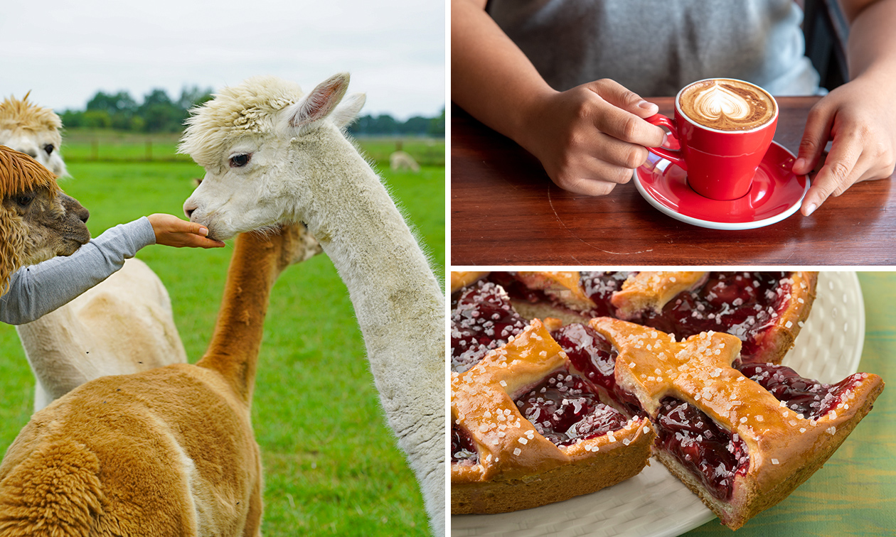 Alpacafarm In de Puthof Alpaca Experience 1 5 Stunden Kaffee